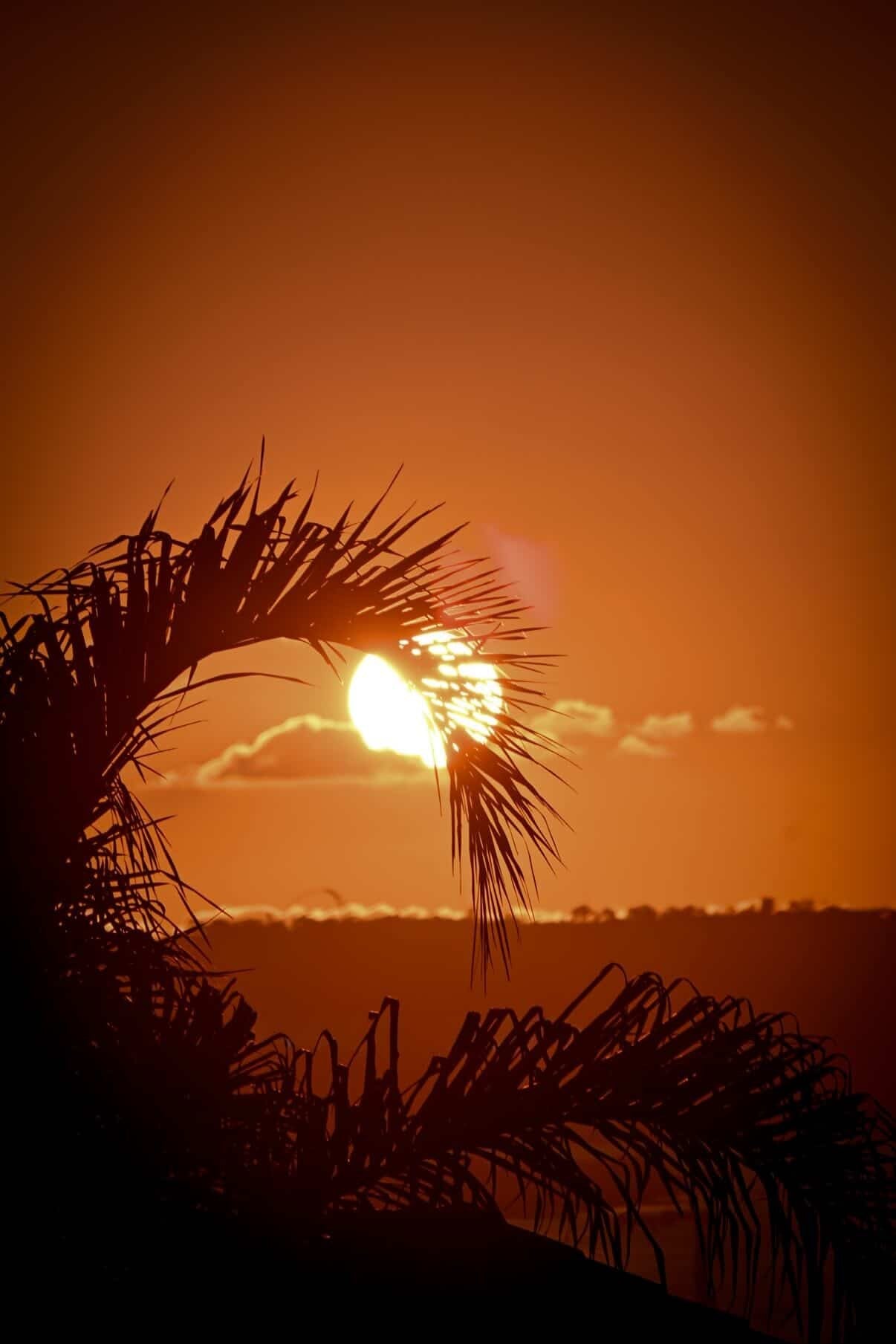 Sunset Palm | 8" x 16" Photo Print